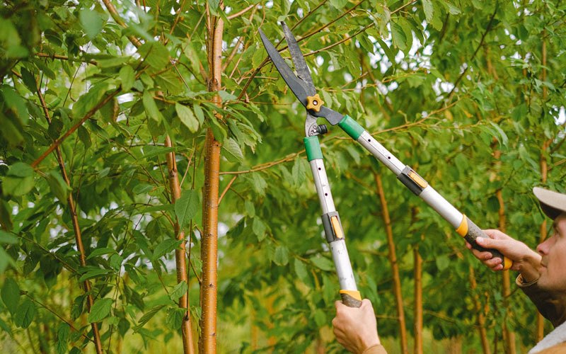 Tree trimming in Dunkirk, IN